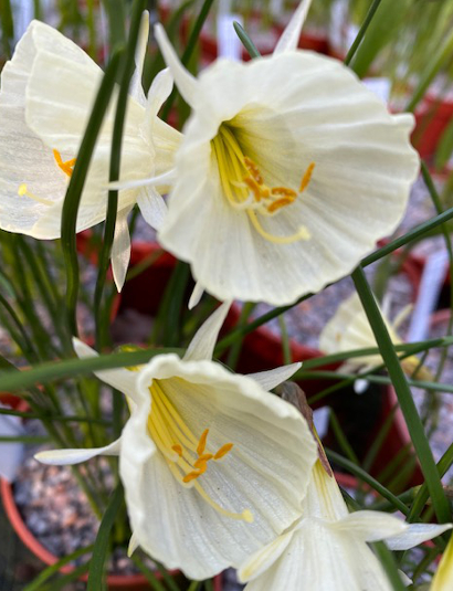 Narcissus bulbocodium 'Spoirot'